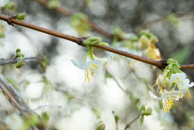 Lonicera fragrantissima C2 50-60