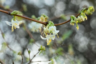 Lonicera fragrantissima C2 50-60