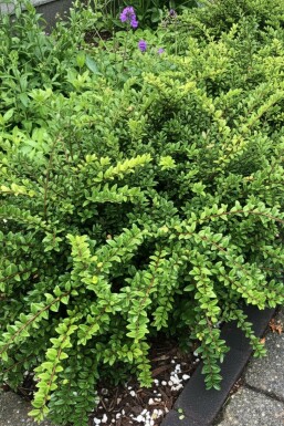 Lonicera nitida 'Maigrün' Strauch 15-20 cm