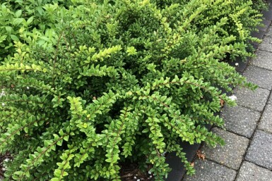 Lonicera nitida 'Maigrün' Strauch 15-20 cm