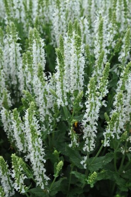 Steppen Salbei Salvia nemorosa 'Schneehugel' 5-10 Topf 9x9 cm (P9)