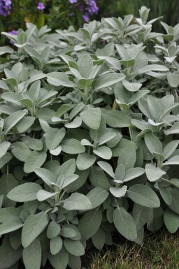 Garten-Salbei Salvia officinalis 'Berggarten' 5-10 Topf 9x9 cm (P9) Salvia officinalis 'Berggarten'