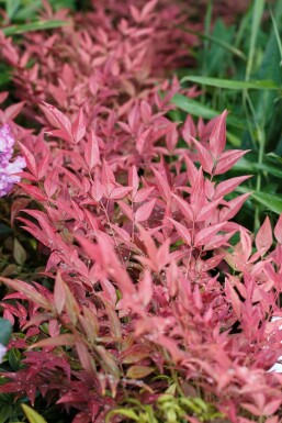 Himmelsbambus 'Obsessed' Nandina domestica 'Obsessed' strauch 30-40 C5 Nandina domestica 'Obsessed' Strauch 30-40 cm