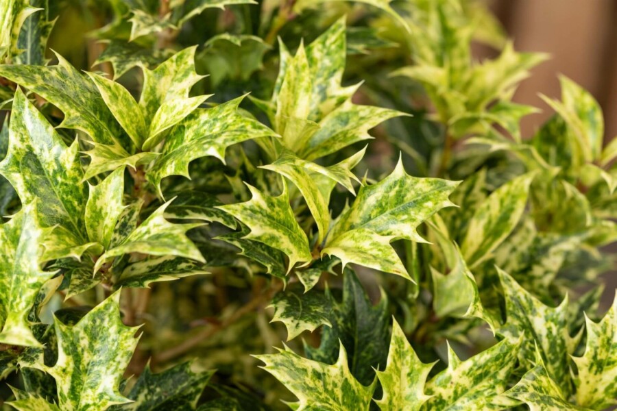 Stachelblättrige Duftblüte 'Goshiki' Osmanthus heterophyllus 'Goshiki' strauch 20-25 C2 Osmanthus heterophyllus 'Goshiki' Strauch 20-25 cm