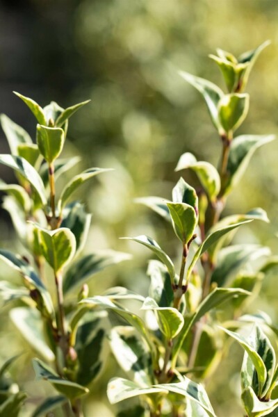 Bunte Stachelblättrige Duftblüte Osmanthus heterophyllus 'Variegatus' strauch 20-25 C2 Osmanthus heterophyllus 'Variegatus' Strauch 20-25 cm