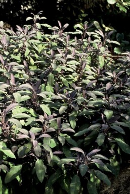 Salvia officinalis 'Purpurascens'