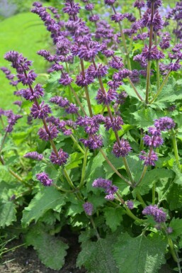 Quirlblütiger Salbei Salvia verticillata 'Purple Rain' 5-10 Topf 9x9 cm (P9) Salvia verticillata 'Purple Rain'
