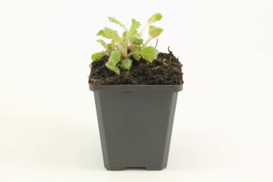 Quirlblütiger Salbei Salvia verticillata 'Purple Rain' 5-10 Topf 9x9 cm (P9) Salvia verticillata 'Purple Rain'