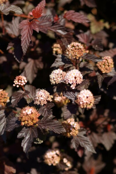 Physocarpus opulifolius 'Lady in Red' C10 80-100