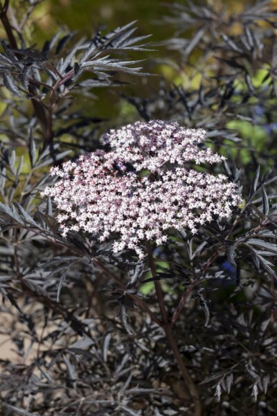 Rotblättriger Schlitz-Holunder Sambucus nigra 'Black Lace' Strauch 30-40 Topf 10 ltr. (C10) Sambucus nigra 'Black Lace' Strauch 30-40 cm