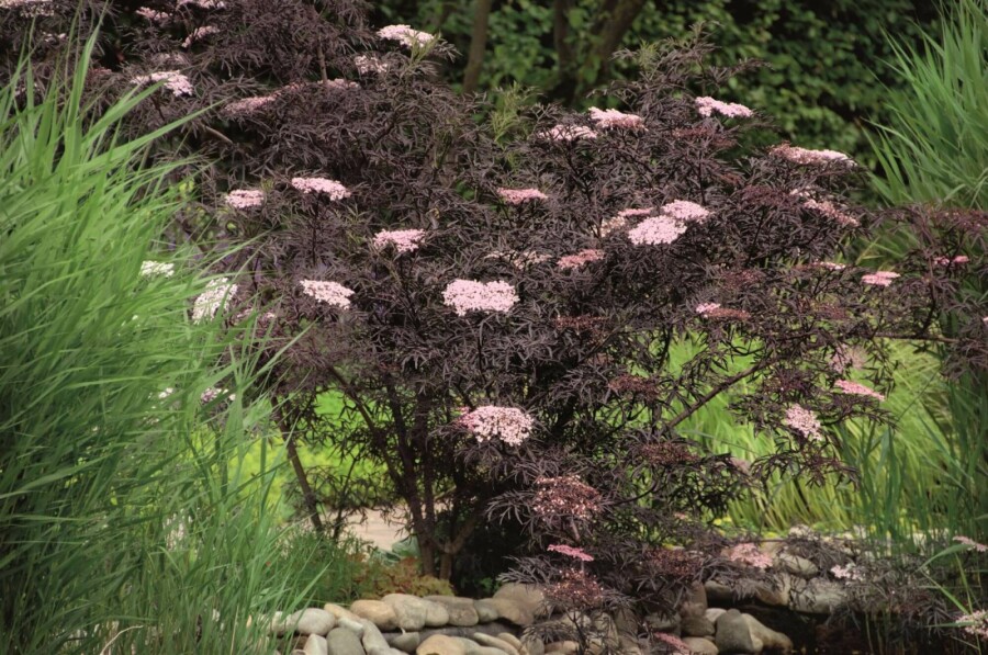 Rotblättriger Schlitz-Holunder Sambucus nigra 'Black Lace' Strauch 60-80 Topf 12 ltr. (C12) Sambucus nigra 'Black Lace' Strauch 60-80 cm