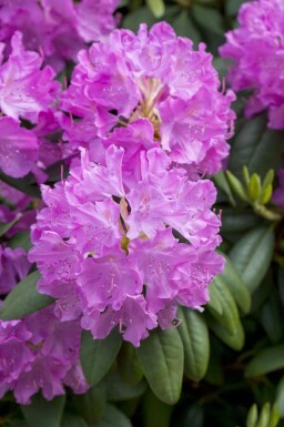 Rhododendron Rhododendron catawbiense 'Boursault' strauch 40-60 C7,5 Rhododendron catawbiense 'Boursault' Strauch 40-60 cm