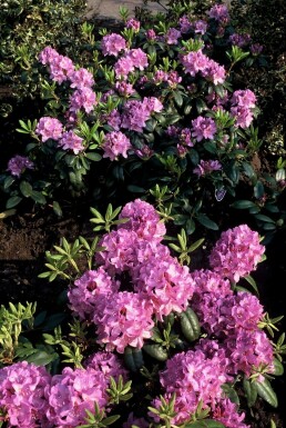 Catawba-Rhododendron 'Grandiflorum' Rhododendron 'Catawbiense grandiflorum' strauch 40-45 C5 Rhododendron 'Catawbiense grandiflorum' Strauch 40-45 cm