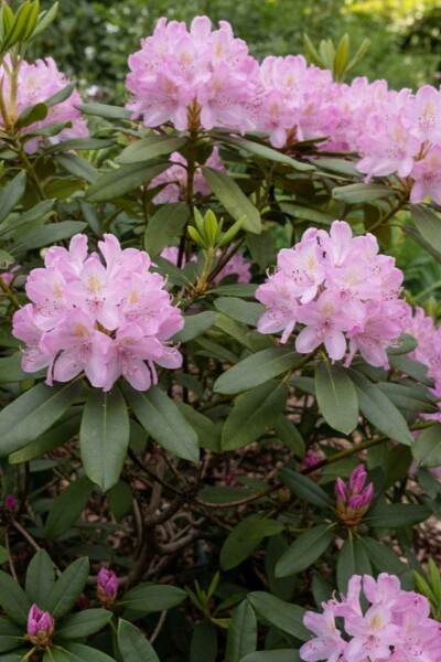 Rhododendron Rhododendron ponticum 'Roseum' strauch 30-40 C5 Rhododendron ponticum 'Roseum' Strauch 30-40 cm