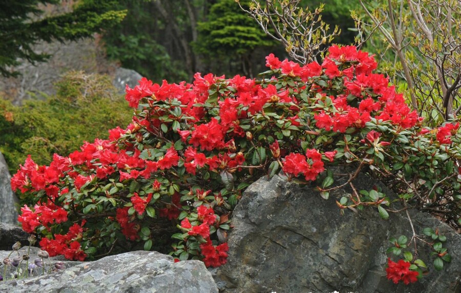 Zwergrhododendron 'Scarlet Wonder' Rhododendron 'Scarlet Wonder' strauch 20-25 C2 Rhododendron 'Scarlet Wonder' Strauch 20-25 cm