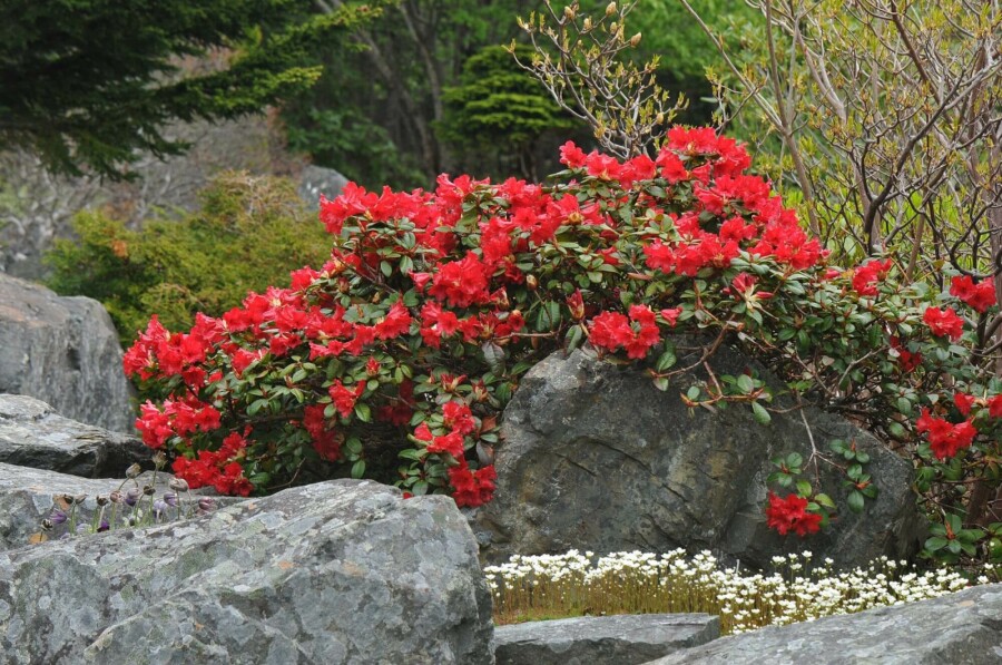 Zwergrhododendron 'Scarlet Wonder' Rhododendron 'Scarlet Wonder' strauch 20-25 C2 Rhododendron 'Scarlet Wonder' Strauch 20-25 cm