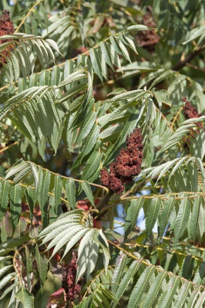 Farnwedel-Sumach 'Dissecta' Rhus typhina 'Dissecta' strauch 100-125 C20 Rhus typhina 'Dissecta' Strauch 100-125 cm