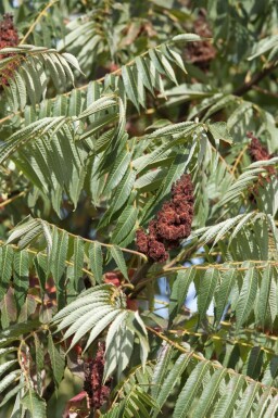 Farnwedel-Sumach 'Dissecta' Rhus typhina 'Dissecta' strauch 100-125 C20 Rhus typhina 'Dissecta' Strauch 100-125 cm