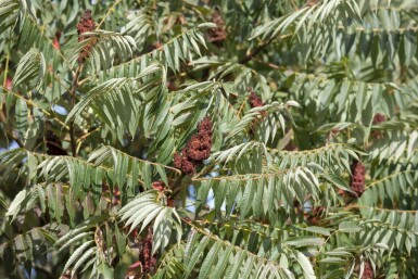 Farnwedel-Sumach 'Dissecta' Rhus typhina 'Dissecta' strauch 100-125 C20 Rhus typhina 'Dissecta' Strauch 100-125 cm