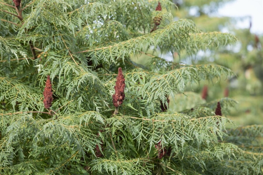 Farnwedel-Sumach 'Dissecta' Rhus typhina 'Dissecta' strauch 100-125 C20 Rhus typhina 'Dissecta' Strauch 100-125 cm