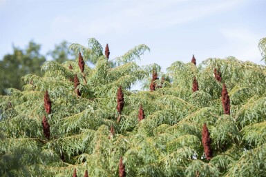Farnwedel-Sumach 'Dissecta' Rhus typhina 'Dissecta' strauch 100-125 C20 Rhus typhina 'Dissecta' Strauch 100-125 cm