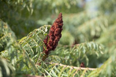 Farnwedel-Sumach 'Dissecta' Rhus typhina 'Dissecta' strauch 100-125 C20 Rhus typhina 'Dissecta' Strauch 100-125 cm