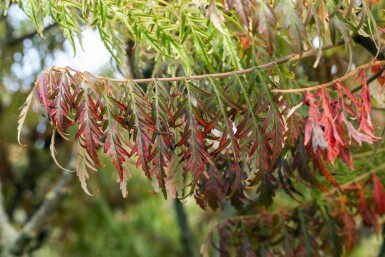 Gelbgrüner Essigbaum 'Tiger Eyes' Rhus typhina 'Tiger Eyes' strauch 60-80 C10 Rhus typhina 'Tiger Eyes' Strauch 60-80 cm