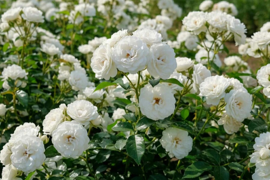 Bodendeckerrose 'White Fairy' Rosa 'White Fairy' strauch 15-20 C1,5 Rosa 'White Fairy' Strauch 15-20 cm