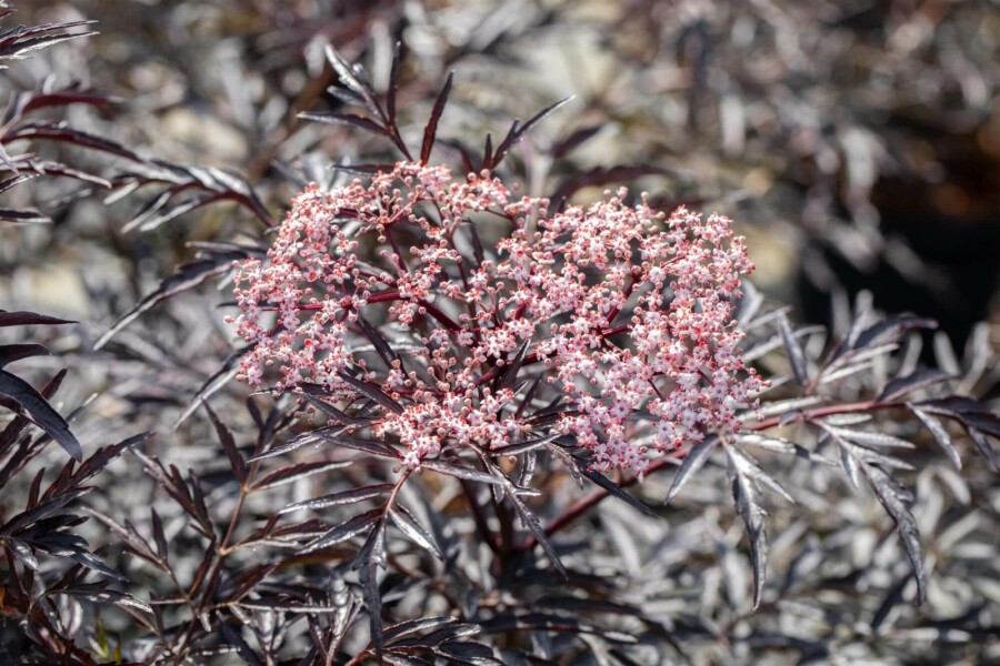 Rotblättriger Schlitz-Holunder 'Black Lace' Sambucus nigra 'Black Lace' strauch 40-60 C3 Sambucus nigra 'Black Lace' Strauch 40-60 cm