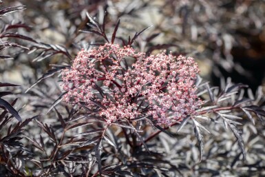 Rotblättriger Schlitz-Holunder 'Black Lace' Sambucus nigra 'Black Lace' strauch 40-60 C3 Sambucus nigra 'Black Lace' Strauch 40-60 cm