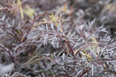 Rotblättriger Schlitz-Holunder 'Black Lace' Sambucus nigra 'Black Lace' strauch 40-60 C3 Sambucus nigra 'Black Lace' Strauch 40-60 cm