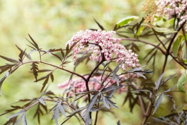 Rotblättriger Schlitz-Holunder 'Black Lace' Sambucus nigra 'Black Lace' strauch 40-60 C3 Sambucus nigra 'Black Lace' Strauch 40-60 cm