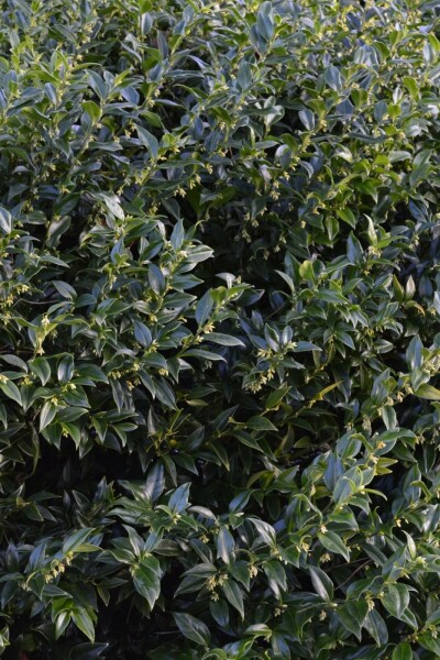 Fleischbeere Sarcococca confusa strauch 30-40 C5 Sarcococca confusa Strauch 30-40 cm