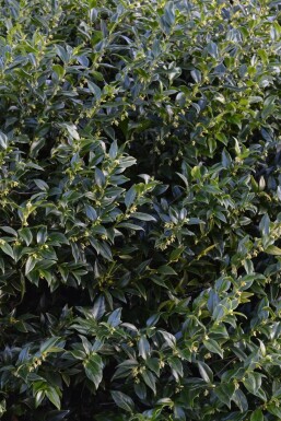 Fleischbeere Sarcococca confusa strauch 30-40 C5 Sarcococca confusa Strauch 30-40 cm