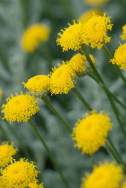 Heiligenkraut Santolina chamaecyparissus 10-15 Topf 2 ltr. (C2) Santolina chamaecyparissus