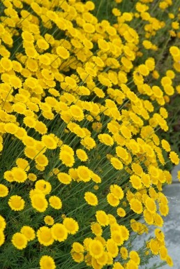 Heiligenkraut Santolina chamaecyparissus 10-15 Topf 2 ltr. (C2) Santolina chamaecyparissus