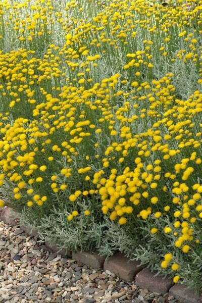 Heiligenkraut Santolina chamaecyparissus 5-10 Topf 9x9 cm (P9) Santolina chamaecyparissus