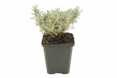 Heiligenkraut Santolina chamaecyparissus 5-10 Topf 9x9 cm (P9) Santolina chamaecyparissus