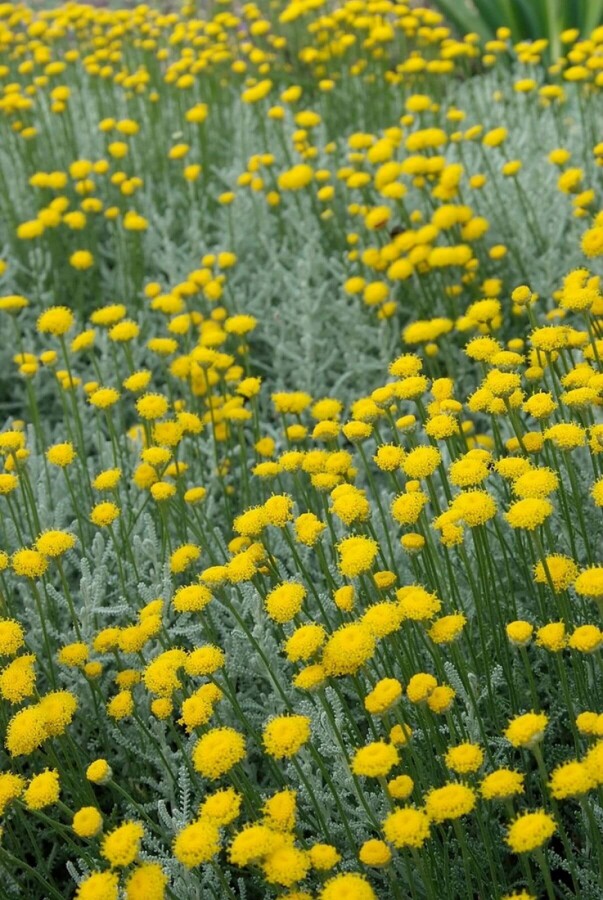 Heiligenkraut Santolina chamaecyparissus 5-10 Topf 9x9 cm (P9) Santolina chamaecyparissus