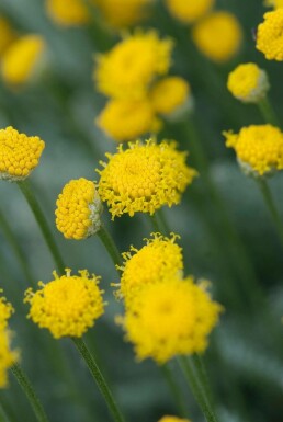 Heiligenkraut Santolina chamaecyparissus 5-10 Topf 9x9 cm (P9) Santolina chamaecyparissus
