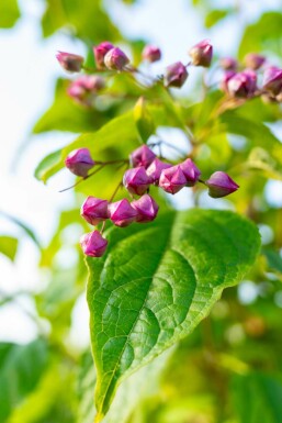 Chinesischer Losbaum Clerodendrum trichotomum strauch Clerodendrum trichotomum Strauch