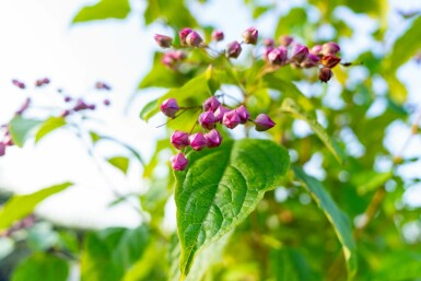 Chinesischer Losbaum Clerodendrum trichotomum strauch Clerodendrum trichotomum Strauch