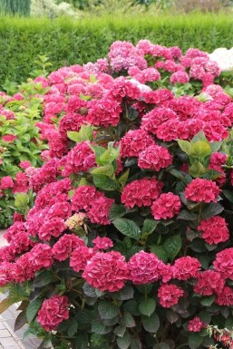 Gartenhortensie 'Merveille Sanguine' Hydrangea macrophylla 'Merveille Sanguine' strauch Hydrangea macrophylla 'Merveille Sanguine' Strauch