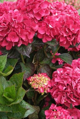 Gartenhortensie 'Merveille Sanguine' Hydrangea macrophylla 'Merveille Sanguine' strauch Hydrangea macrophylla 'Merveille Sanguine' Strauch