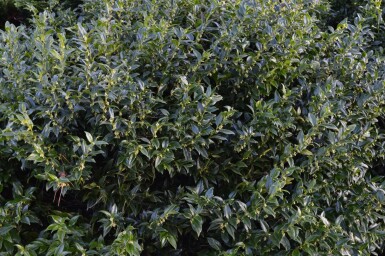 Fleischbeere Sarcococca confusa Strauch 30-40 Topf 10 ltr. (C10) Sarcococca confusa Strauch 30-40 cm