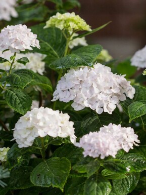 Ballhortensie Endless Summer 'The Bride' Hydrangea macrophylla 'The Bride' strauch Hydrangea macrophylla 'The Bride'