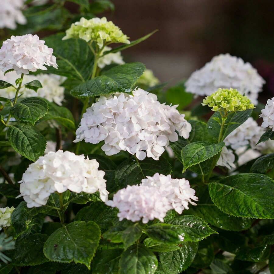 Ballhortensie Endless Summer 'The Bride' Hydrangea macrophylla 'The Bride' strauch 30-35 C5 Hydrangea macrophylla 'The Bride' Strauch 30-35 cm