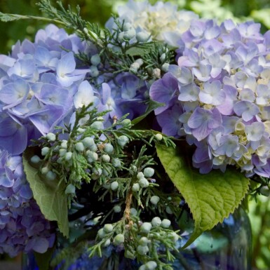 Ballhortensie Endless Summer 'The Original Blue' Hydrangea macrophylla 'The Original Blue' strauch Hydrangea macrophylla 'The Original Blue' Strauch