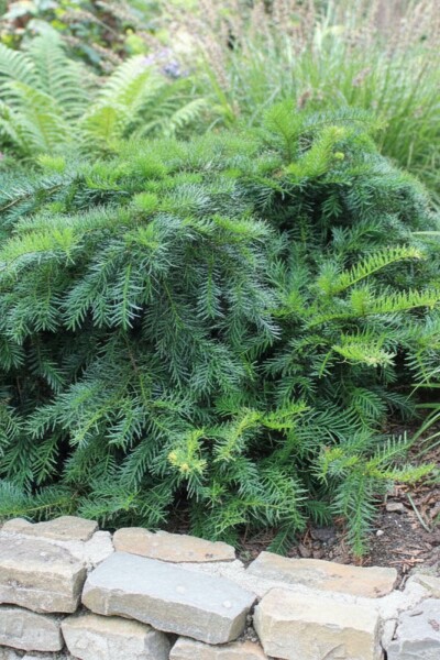 Taxus baccata 'Repandens' Strauch