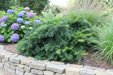 Taxus baccata 'Repandens'